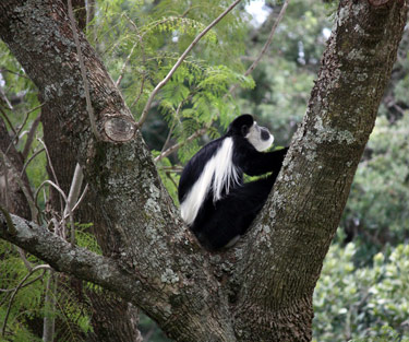 Black-and-white colobus monkey in Kenya