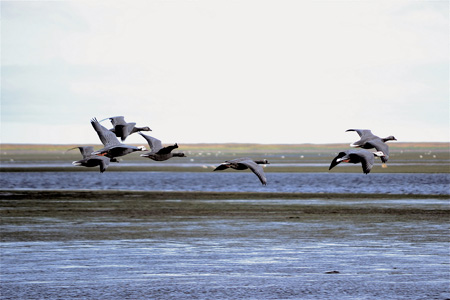Emperor geese in Izembek National Wildlife Refuge, Alaska