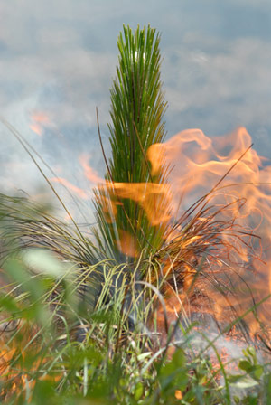 A prescribed burn helps keep a longleaf ecosystem healthy.