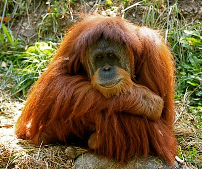 The endangered Sumatran orangutan, a species whose habitat is being restored through a many Global ReLeaf projects over the years. Credit: TomD./Flickr