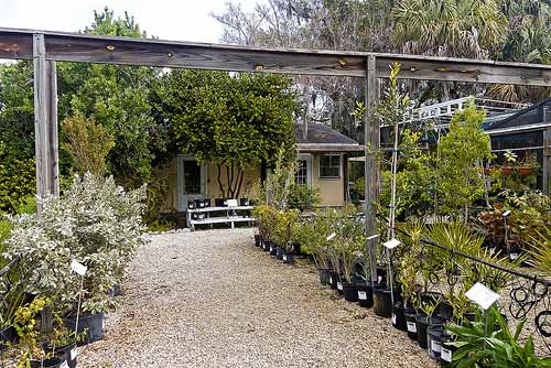 native plant nursery