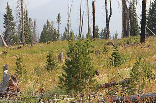 whitebark pine seedlings