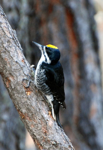 Black-backed woodpecker