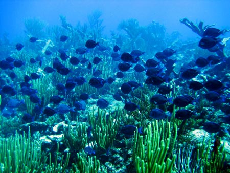 Reef off St. Croix, U.S. Virgin Islands