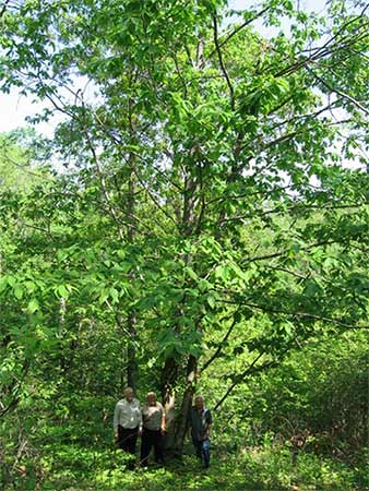 The "Prickly and Persistent" Ozark Chinkapin of Missouri won the title of "Ultimate Big Tree."