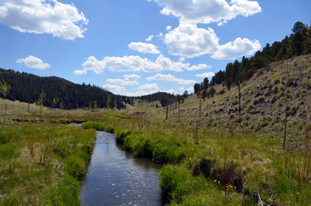 Newly planted trees along San Antonio Creek in the Jemez Mountains