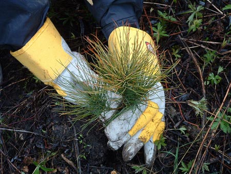 Tree plantings create jobs and effects throughout the economy.