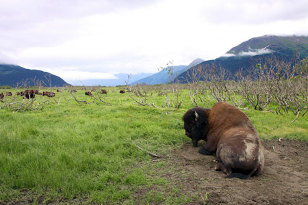Wood bison at the Alaska Wildlife Conservation Center