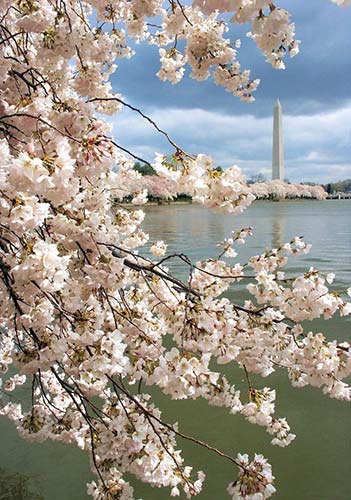 The Washington Monument overlooks the tidal basin’s blooming cherry trees. Credit: Rob Posse/Flickr
