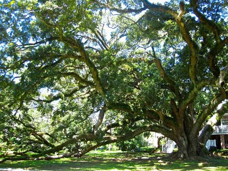 The spring 2013 National Register includes champion trees like the Seven Sisters Oak in Louisiana. Credit: American Forests