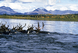 Caribou use their hooves as paddles to swim, and their hollow hair provides buoyancy. Photo: Western Arctic National Parklands.
