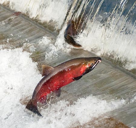 The threatened Coho salmon