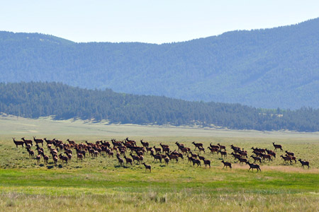 An elk herd in Valles Caldera, New Mexico