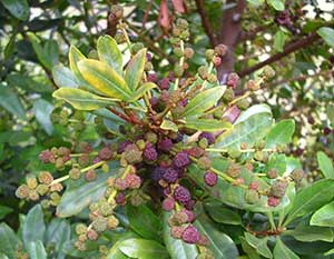 Fruit of Morella faya, or firetree. Credit: Forest & Kim Starr, Starr Environmental, Bugwood.org