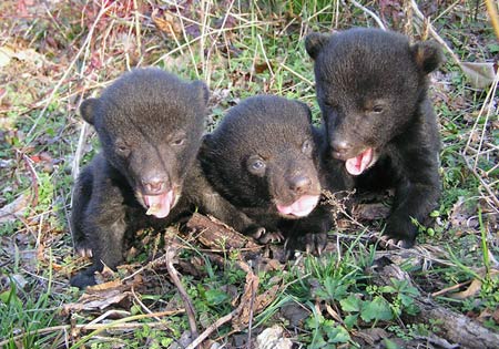 Threatened Louisiana black bear (Ursus americanus luteolus)