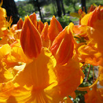 Orange azaleas. Photo: EllemM1/Flickr