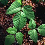 Poison ivy. Photo: James H. Miller & Ted Bodner, Southern Weed Science Society, Bugwood.org 