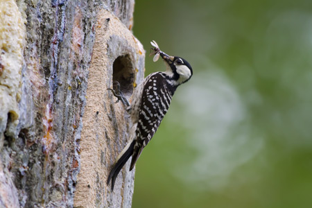 The endangered red-cockaded woodpecker