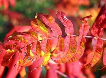 Sumac leaves. Photo: Hadleygressisasparagus/Flickr
