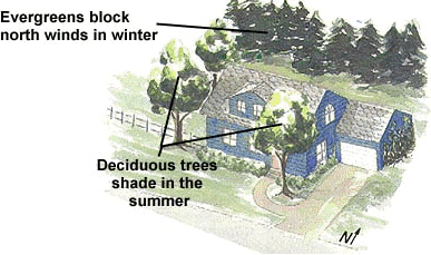 Illustration of how to properly place trees to save energy