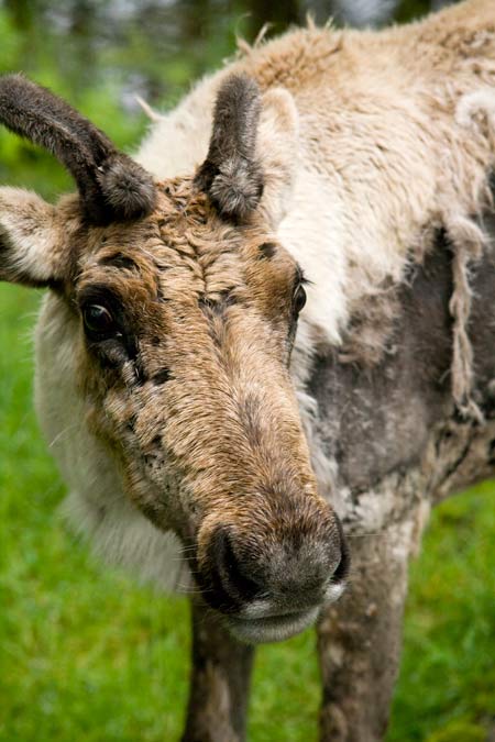 The endangered woodland caribou