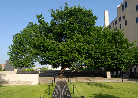 Survivor Tree at the Oklahoma City National Memorial damaged in ice storm