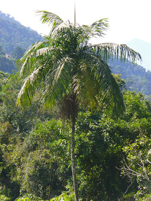 Jucara (Euterpe edulis) in Brazil