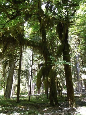 In Quinault Rain Forest, big trees, moss and lichens abound.
