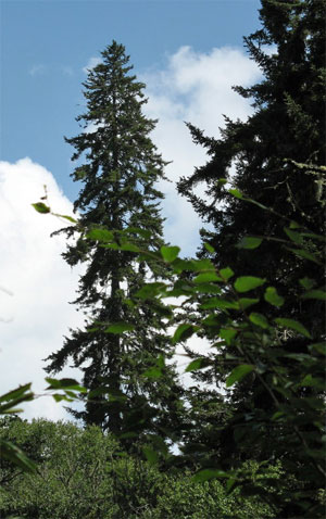National champion red spruce