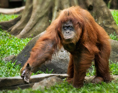 Sumatran orangutan. 