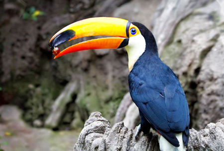 The Toco toucan (Ramphastos toco) is found throughout central and eastern South America.