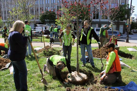 An urban tree planting project