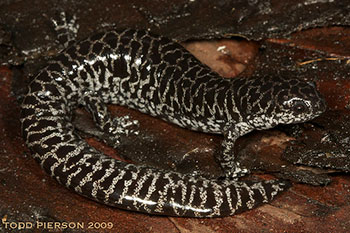 Flatwood salamander. Credit: Todd W Pierson