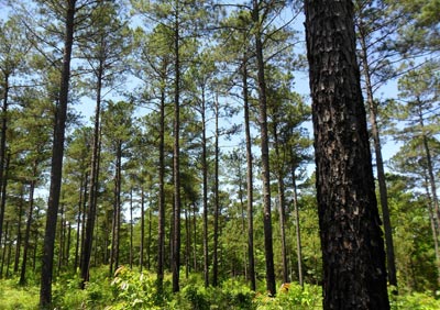 Loblolly pine stand