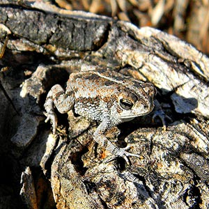 Well-camouflaged oak toad. Credit: Bob Peterson