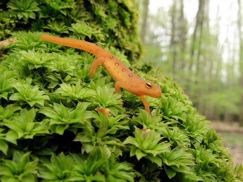 Red eft (jevenile eastern newt). Credit: Dave Huth