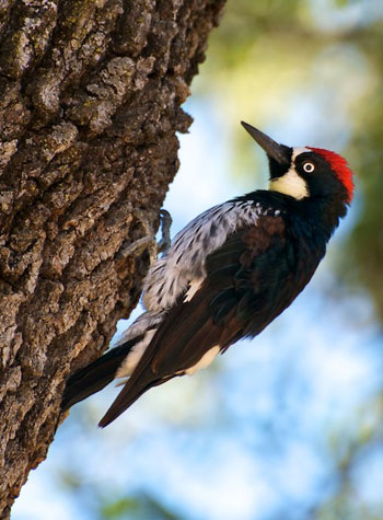 An acorn woodpecker, a species associated with Pacific Northwest oak habitat