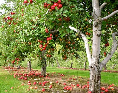 Apple trees are among the fruit trees being planted in this project. Credit: Liz West