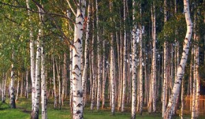 Birch trees