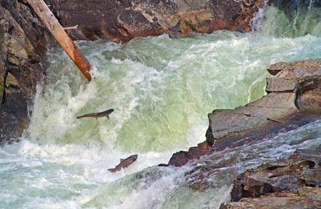 Chinook salmon in the Salmon River, a tributary of the Klamath River