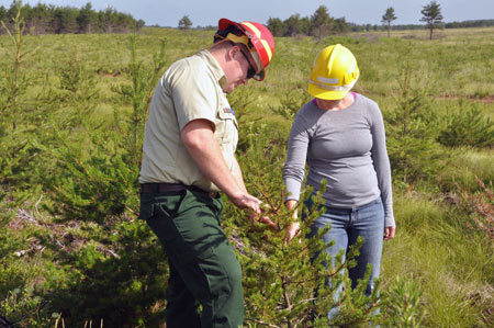 Examining a young Jack pine in Michigan's Hiawatha National Forest. 