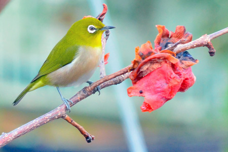 Japanese white-eye