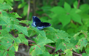 A butterfly at the 2012 Muskegon Partnership for Trees project site.