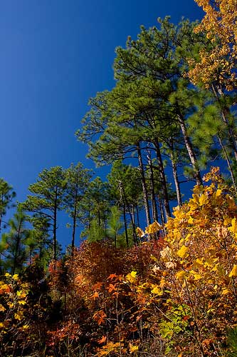 Longleaf pines. Credit: Michael Heston