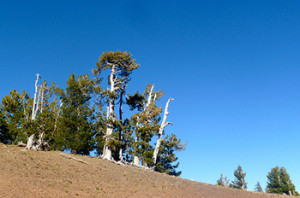 Whitebark pines. Creid: Bjorn/Flickr