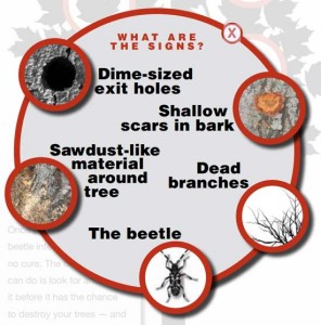Infographic from: http://asianlonghornedbeetle.com