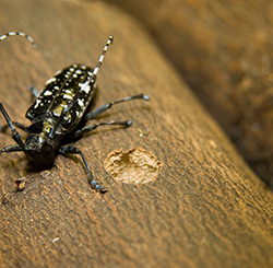Adult Asian longhorned beetle