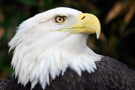 A bald eagle, a species which was recently removed from Minnesota’s list of endangered, threatened and special concern species