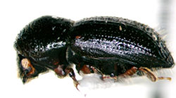 Ambrosia beetle