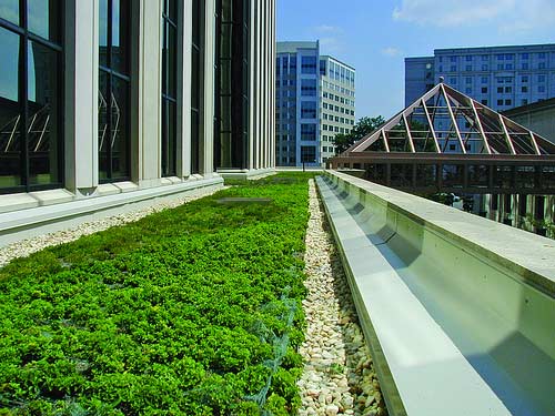 Green roofs like this one are an important type of green infrastructure and part of the urban forest.